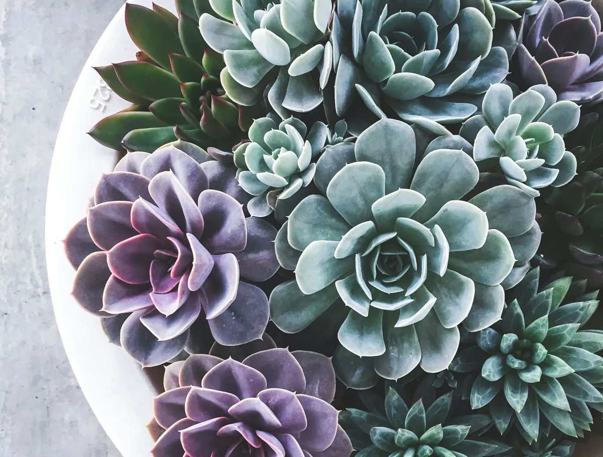 Colorful succulents arranged in a white bowl